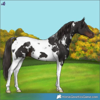 Horse Color:White Spotted Liver Chestnut Tobiano 
