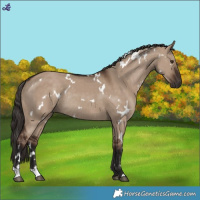 Horse Color:White Spotted Liver Red Dun Rabicano