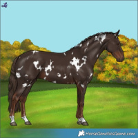Horse Color:White Spotted Liver Chestnut 