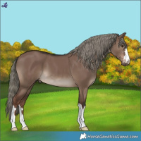 Horse Color:Liver Red Dun Mushroom 