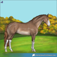 Horse Color:White Spotted Liver Red Dun 