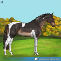 Horse Color:Liver Chestnut Tobiano 