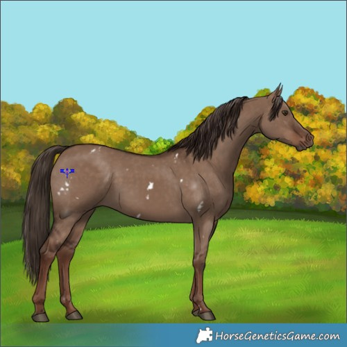 Horse Color:White Spotted Liver Red Dun 
