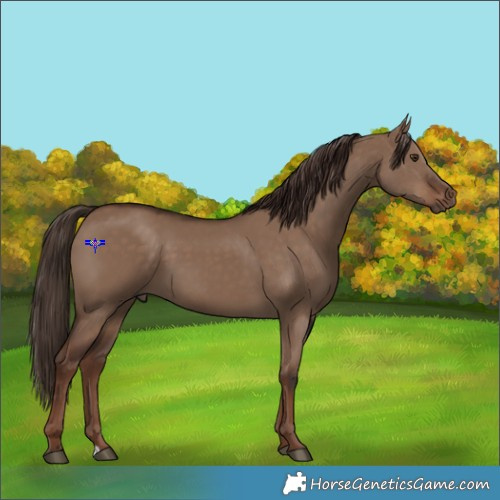 Horse Color:Liver Red Dun 
