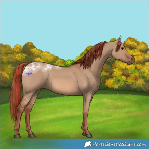 Horse Color:Painted Red Dun Ice 