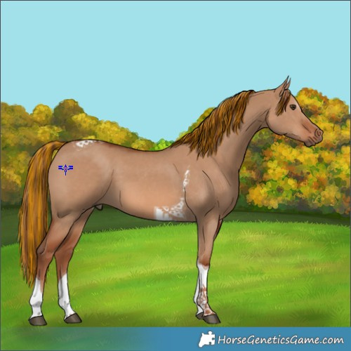 Horse Color:Painted Red Dun Tobiano 