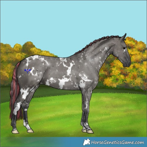 Horse Color:Painted White Spotted Grullo 
