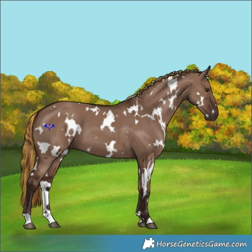Horse Color:Painted White Spotted Liver Red Dun 