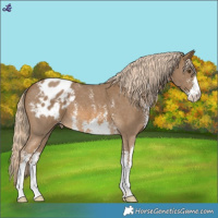 Horse Color:Chocolate Palomino Mushroom Sabino Varnish