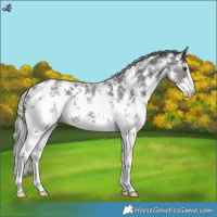 Horse Color:Liver Chestnut Mushroom Sabino