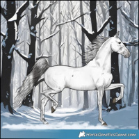 Horse Color:Black Near Fewspot  and Gray Black 
