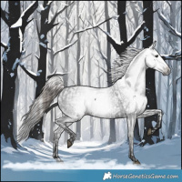 Horse Color:Black Appaloosa  and Gray Black 