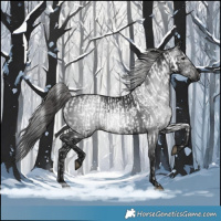 Horse Color:Black Appaloosa  and Gray Black 