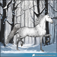 Horse Color:Black Appaloosa and Gray Black