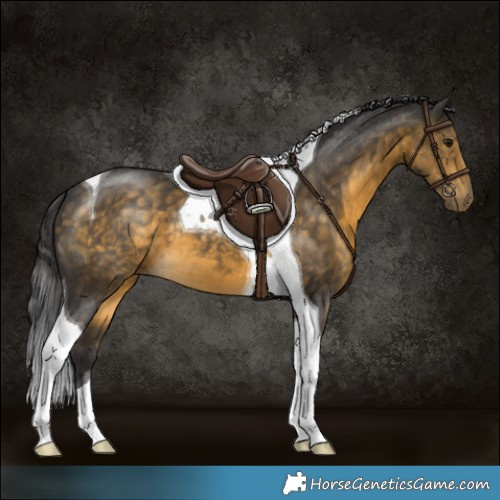 Horse Color:Buckskin Tobiano 