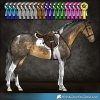 Horse Color:Buckskin Tobiano 