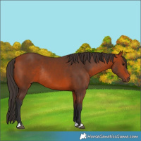 Horse Color:Bay Rabicano 