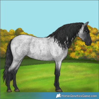 Horse Color:Blue Roan Rabicano 