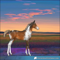 Horse Color:White Spotted Chocolate Palomino Tobiano 