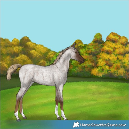 Horse Color:Chocolate Palomino Roan Tobiano 