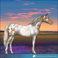 Horse Color:Chocolate Palomino Tobiano Appaloosa 