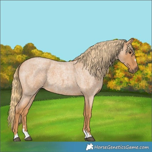 Horse Color:Red Roan 