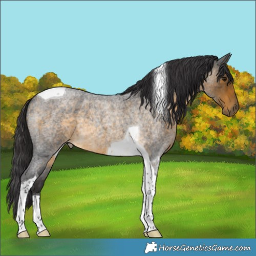 Horse Color:Buckskin Roan Tobiano 