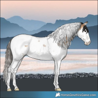 Horse Color:Buckskin Roan Splash Tobiano 