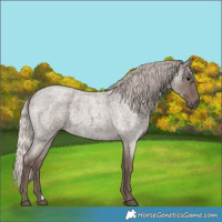 Horse Color:Silver Blue Roan 