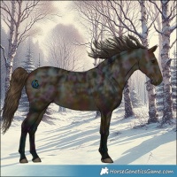 Horse Color:Midnight Buckskin Ice 
