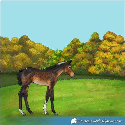 Horse Color:Gray Buckskin Tobiano 