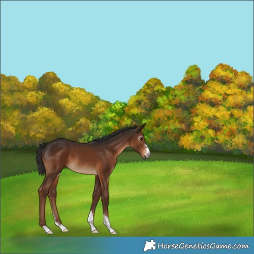 Horse Color:Gray Liver Chestnut Sabino 