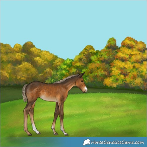Horse Color:Chocolate Palomino Sabino 