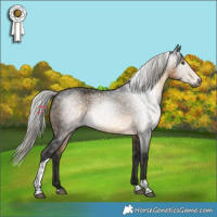 Horse Color:Gray Silver Buckskin Tobiano 