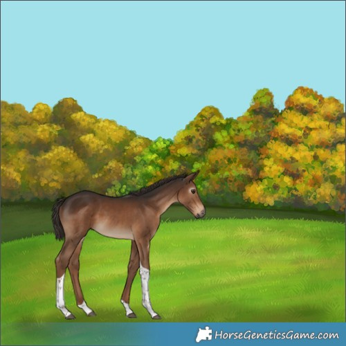 Horse Color:Gray Liver Chestnut Tobiano 