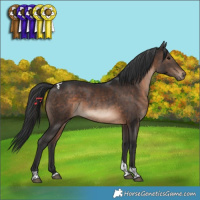 Horse Color:Brown Tobiano 