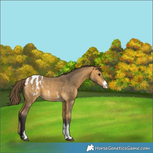 Horse Color:Buckskin Sabino Appaloosa 