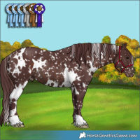 Horse Color:White Spotted Chocolate Brown Snowflake Varnish Rabicano 