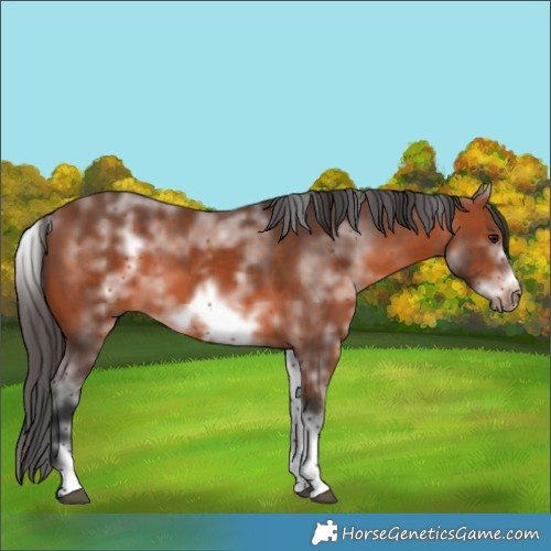 Horse Color:White Spotted Bay Frame 