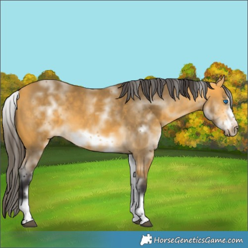 Horse Color:White Spotted Buckskin Frame