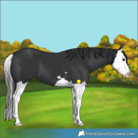 Horse Color:Black Splash