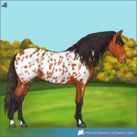 Horse Color:Bay Appaloosa 