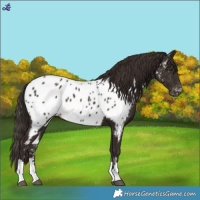 Horse Color:Liver Chestnut Near Leopard 