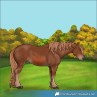 Horse Color:Chestnut 