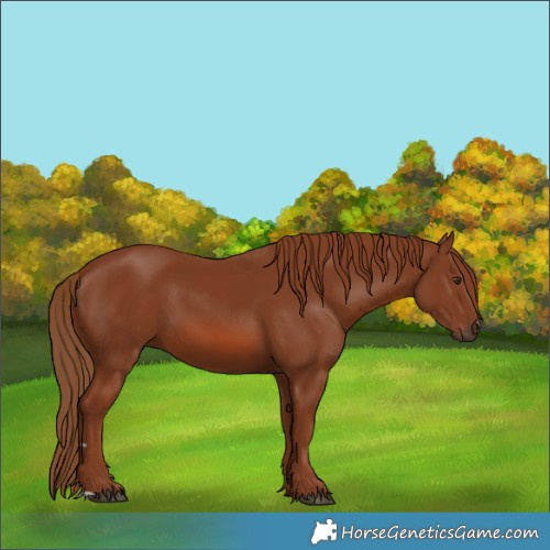 Horse Color:Chestnut 