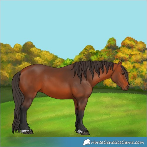 Horse Color:Bay 