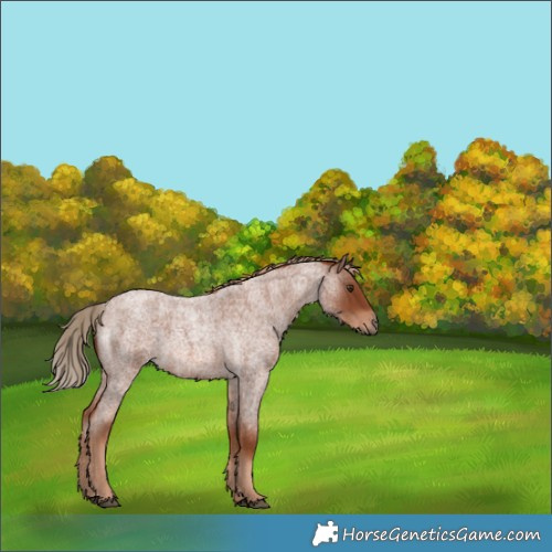 Horse Color:Red Roan 