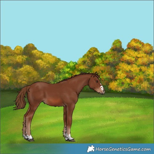 Horse Color:Chestnut 