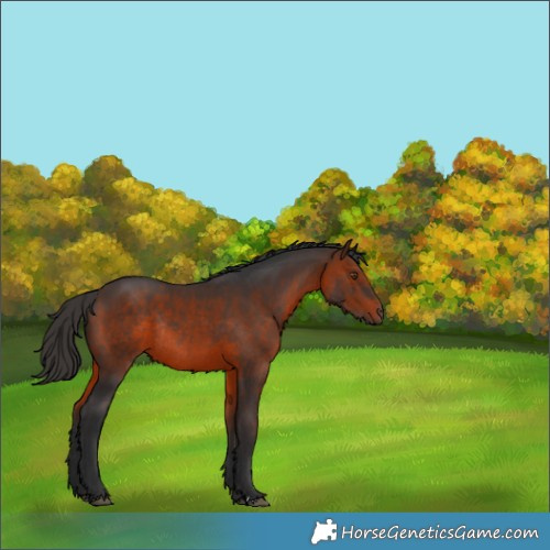 Horse Color:Brown Rabicano 