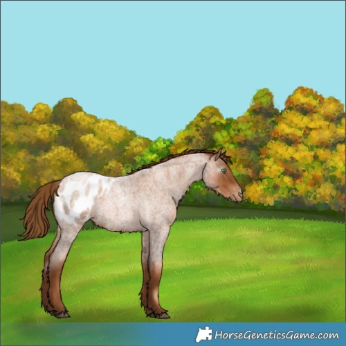 Horse Color:Gray Red Roan Pearl Appaloosa Rabicano 